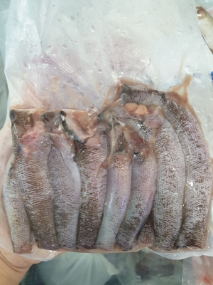 Cá Bống Dừa - Thiên Nhiên